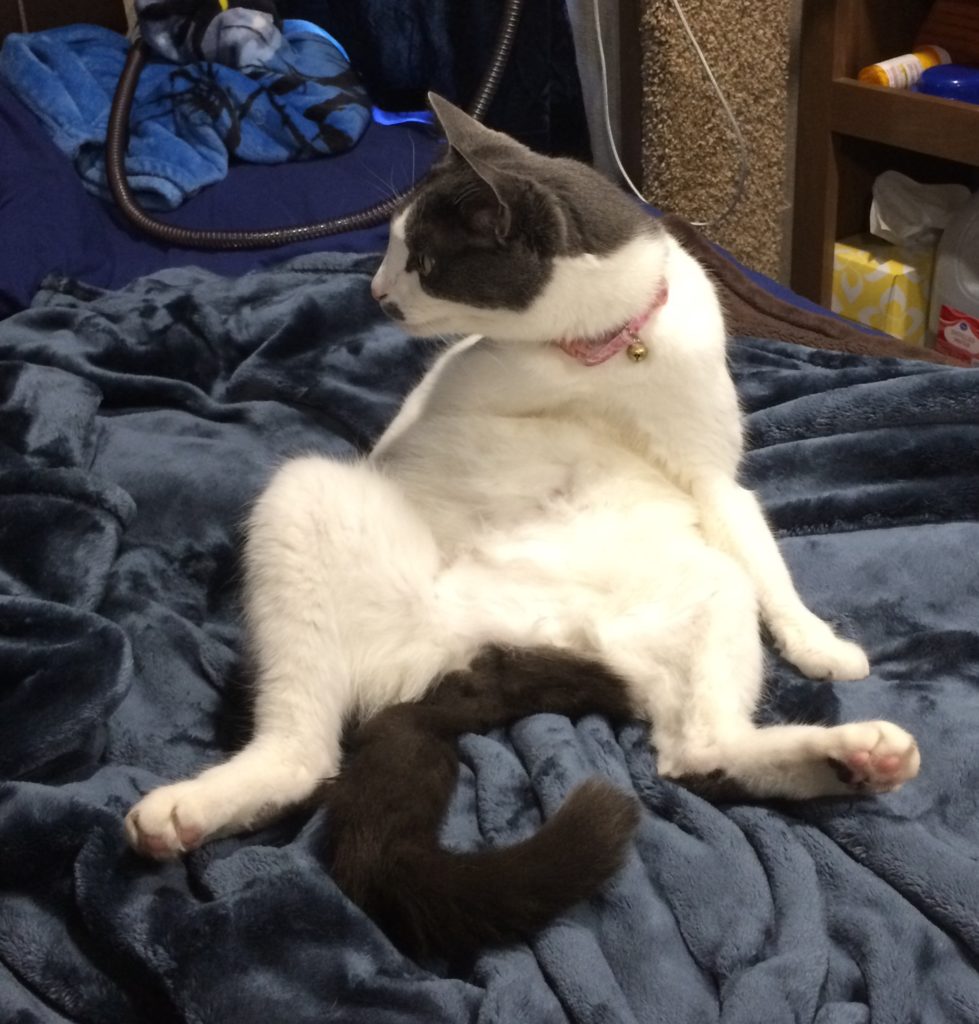 A black and gray cat, sitting on his low back with his belly and big feet facing the camera, looking off to the side.