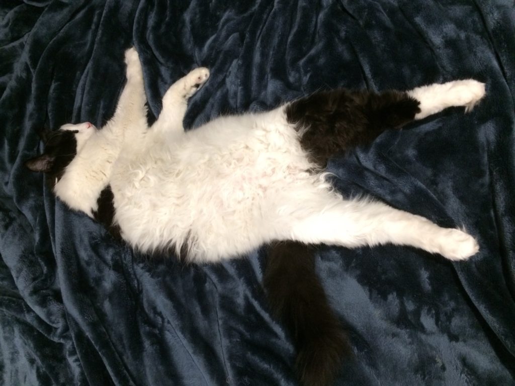 An extremely fluffy cat sleeping on his back with his back legs straight out, and his front legs flopped on one side.