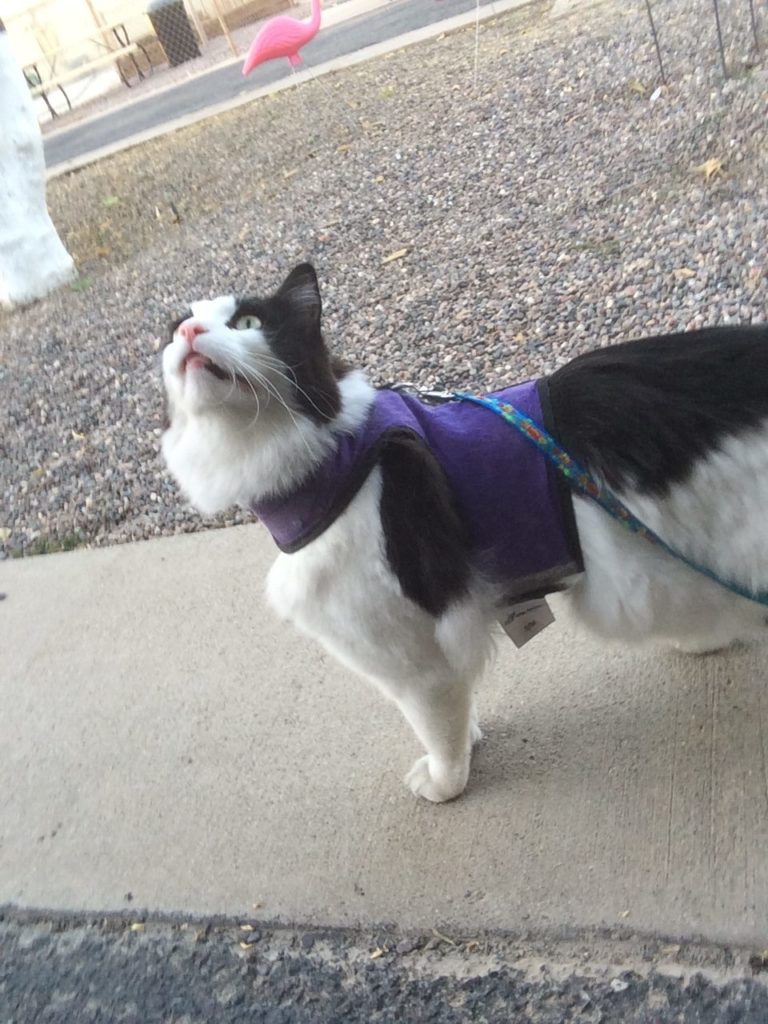 A fluffy black and white cat in a purple harness, staring upwards with a surprised expression.