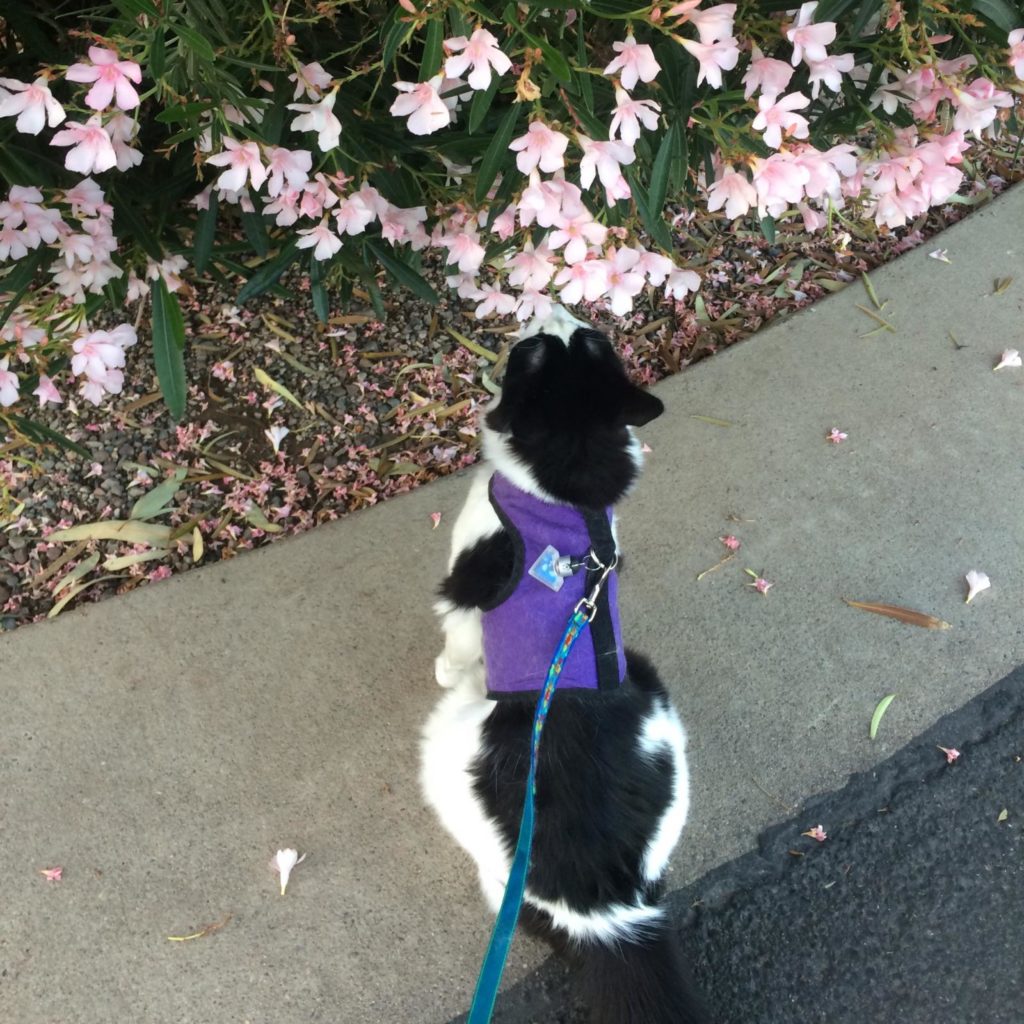 A very fluffy black and white cat in a purple harness sitting on the ground beneat a flowering bush, sniffing the flowers.