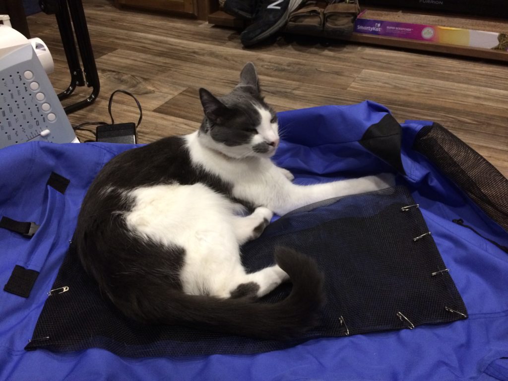 A cat laying on the pinned screen, mid-repair.