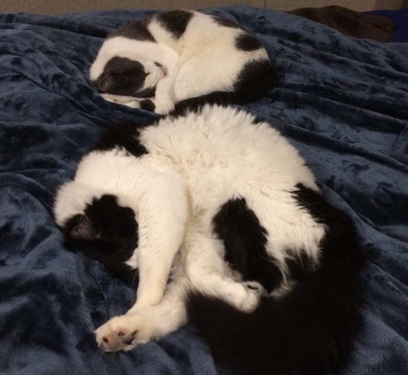 Two cats sleeping next to each other.