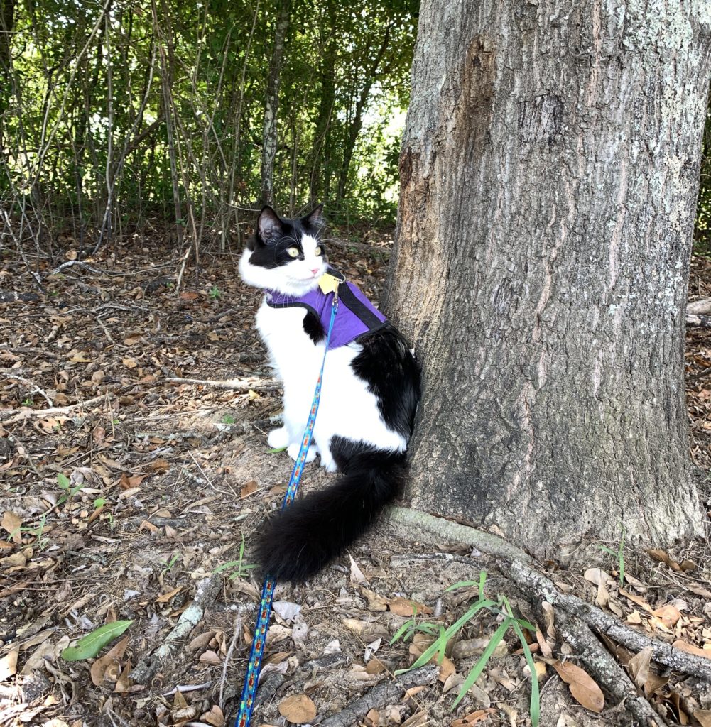 a fluffy cat in a harness sitting next to a big tree.