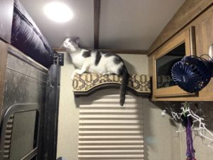 A cat balancing on a valence, looking at a blocked path upwards, near the ceiling.