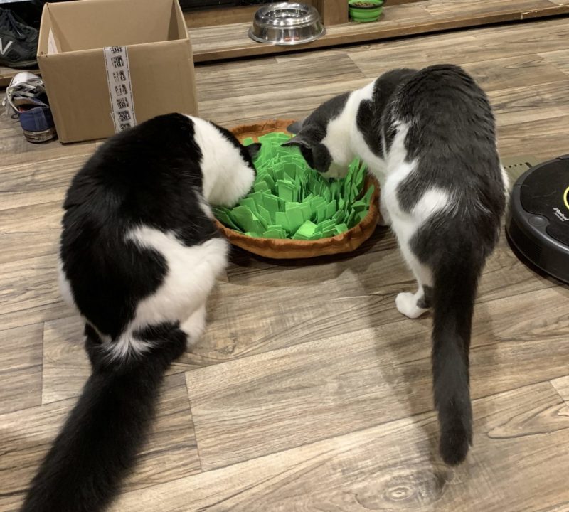 two cats are foraging in a snuffle mat for treats hidden between strips of felt.