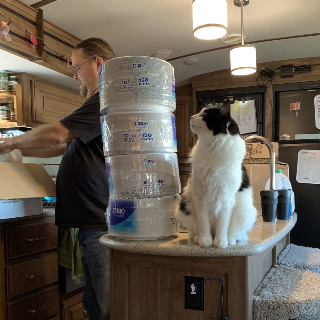 a cat looking up at a stack of packaged paper plates, which is much taller than himself.