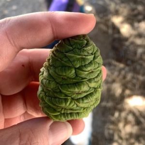 Photo of a light skinned hand holding a green pine cone. The pine cone is closed with no visible leaves. 