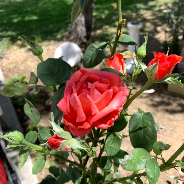 A photo of a blooming red rose next to a rose bud on a rose bush. 