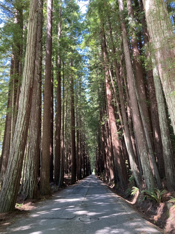 Extremely tall redwood trees tightly lining either side of a narrow paved very shady road.