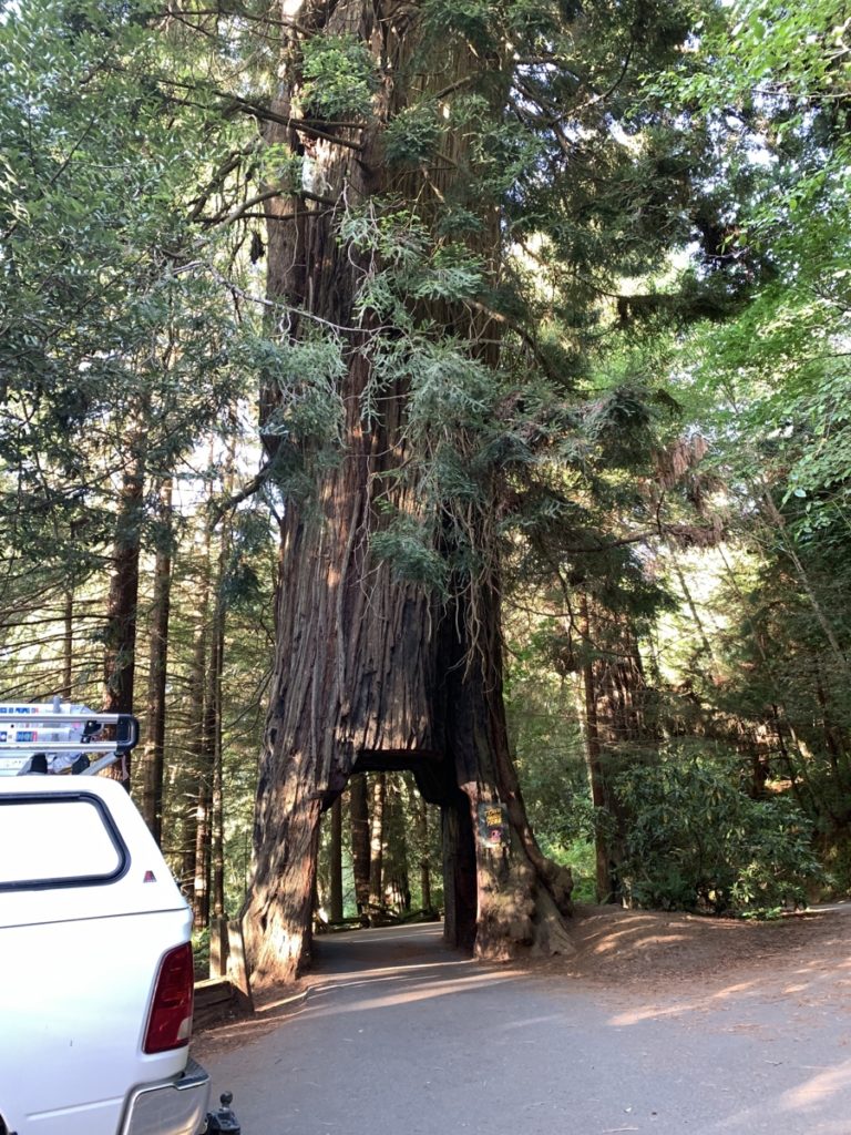 An enormous redwood with a small car sized hole in it.