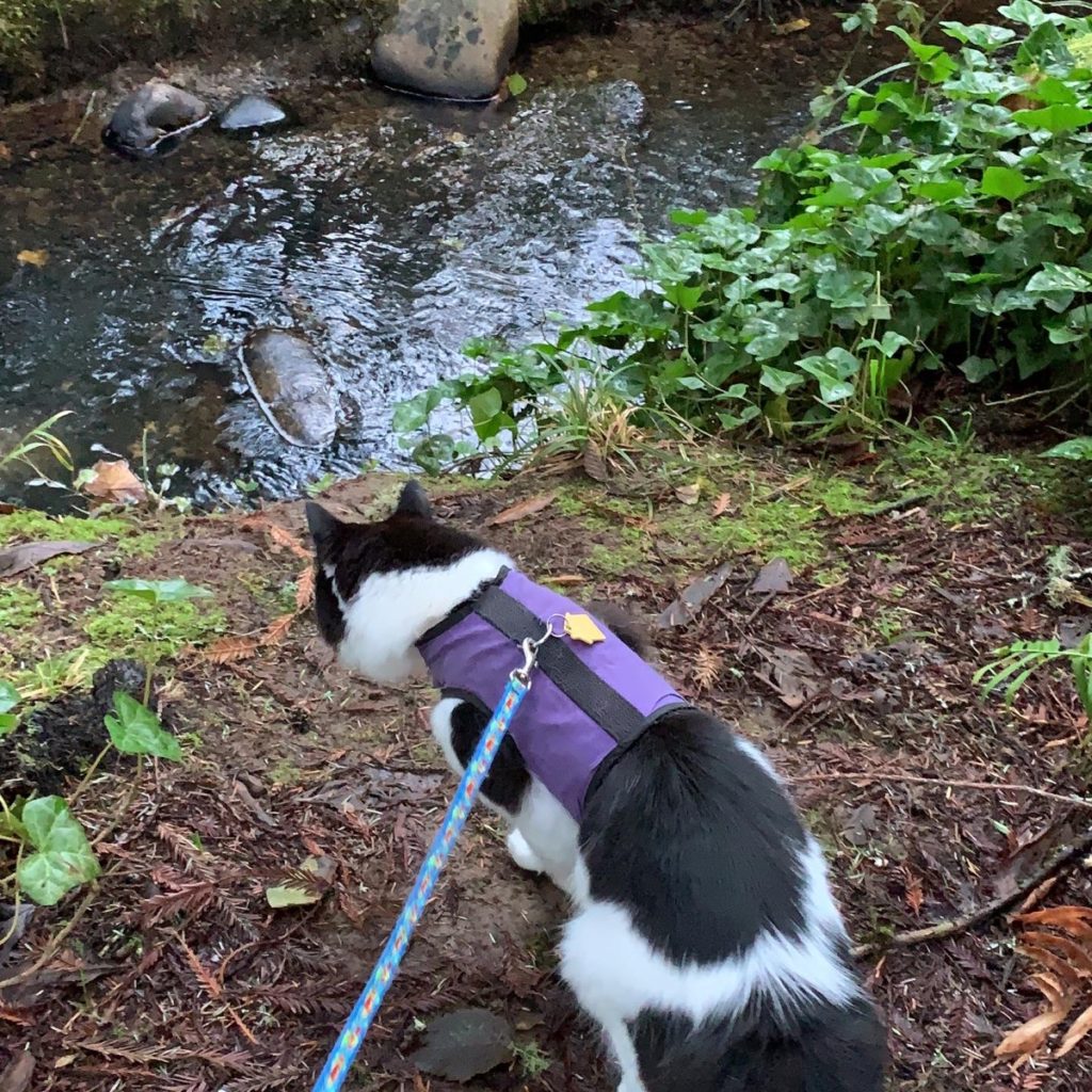 A very fluffy cat in a harness and leash leaning towards a small stream. 
