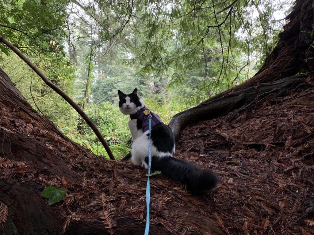 A fluffy cat in a harness and leash sitting on a large stump and looking at the camera. 
