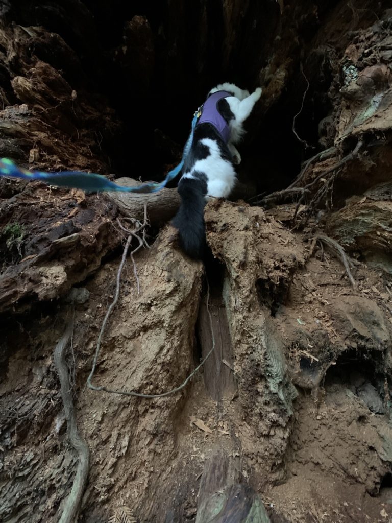 A cat in a harness and leash standing inside the center space of a fallen redwood. The center of the tree takes up the whole frame and the cat is very small in comparison. The cat is standing on his hind legs with one front paw on the log for balance. 
