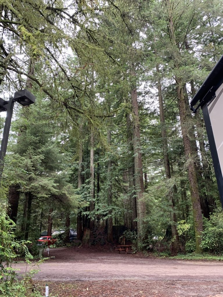 Tall redwood trees. 
