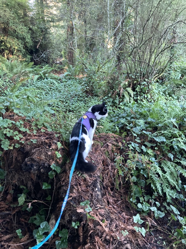 A fluffy cat in a harness and leash sniffing some plants on a very overgrown trail. 