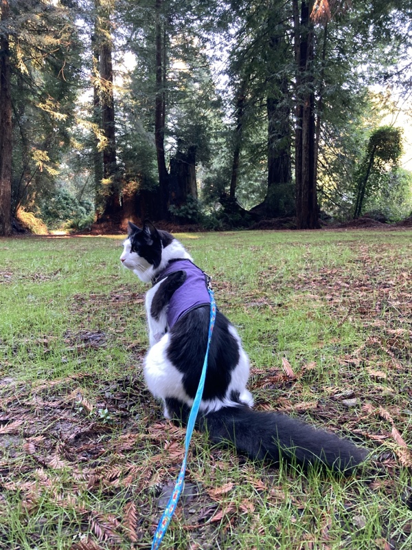 The back of a fluffy cat in a harness sitting on the grass in front of redwood trees. The cat is looking off to the left. 