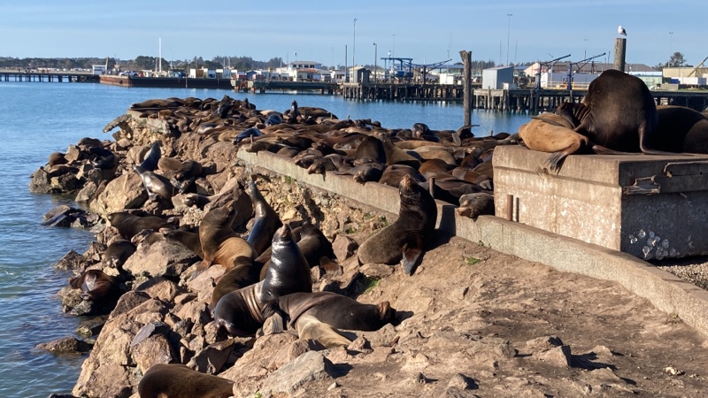 A huge pile of sea lions lounging on the jetty from the water line up to the top of the jetty. 