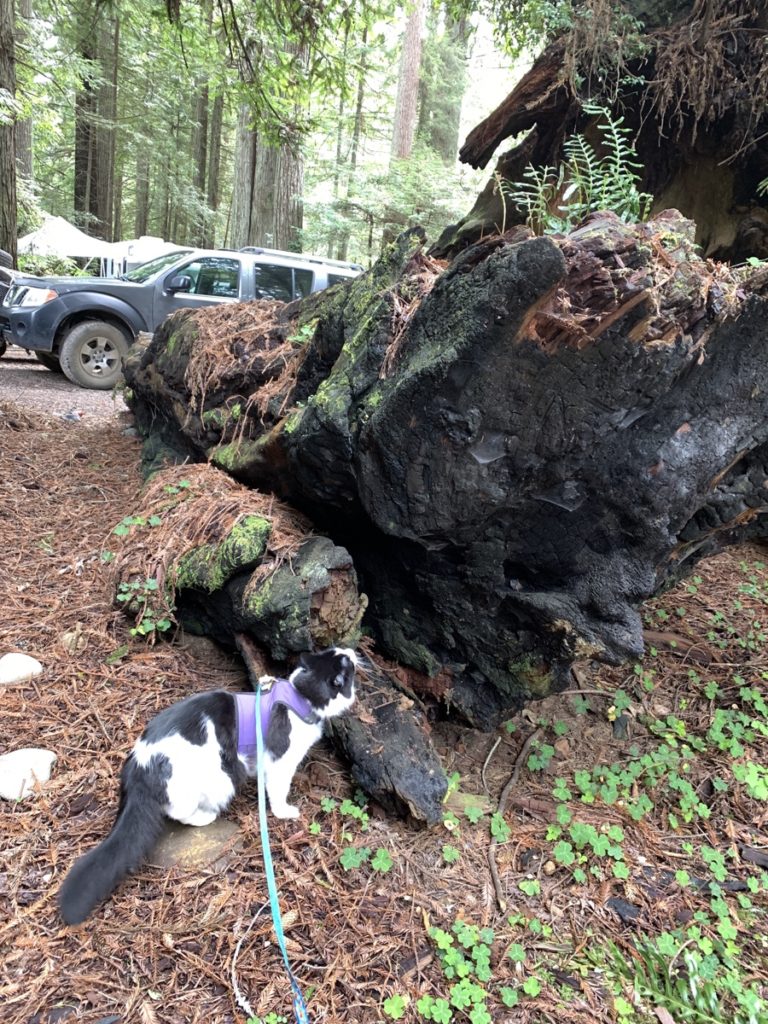 A fluffy cat in a harness and leash sniffing a very large piece of fallen redwood. 