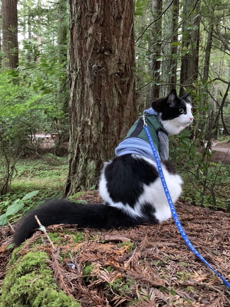A very fluffy cat wearing a harness and leash over a blue shirt. He is sitting with his back to the camera and looking back over his shoulder to something out of view. He is sitting on a pile of tree debris and moss. 